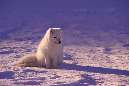 雪地里的白狐