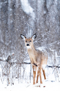 雪地里的鹿