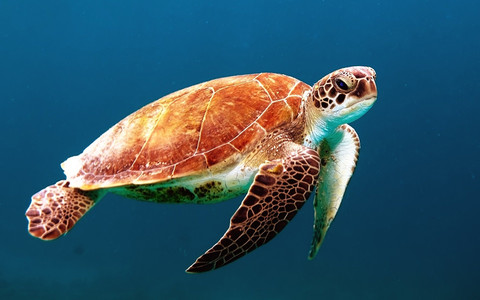 深海海龟