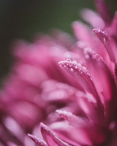 微距粉色花瓣