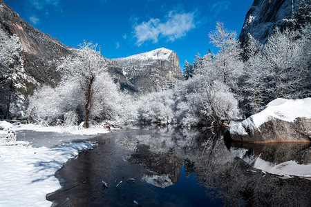 冬天雪松雪地雪景