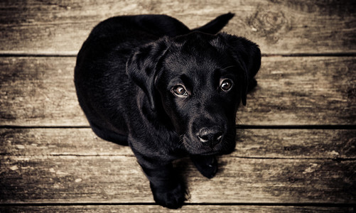 乡村木板上蹲着的小黑狗