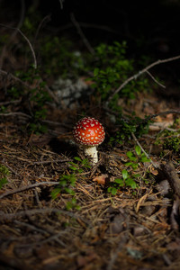 濕地上生長的紅白蘑菇