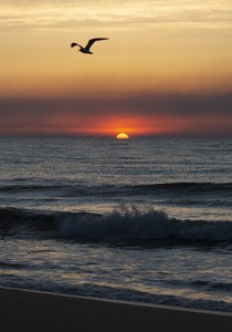 夕阳海鸥海洋图片