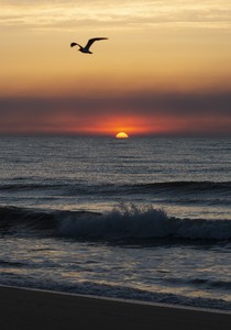 夕陽(yáng)海鷗海洋圖片